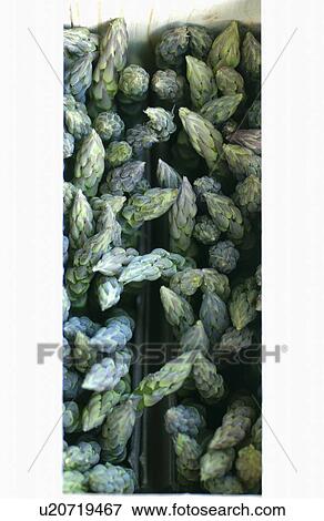 Stock Photo - Asparagus. Fotosearch