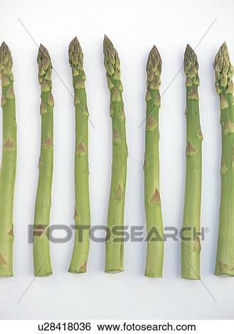 Stock Photograph - Asparagus. Fotosearch