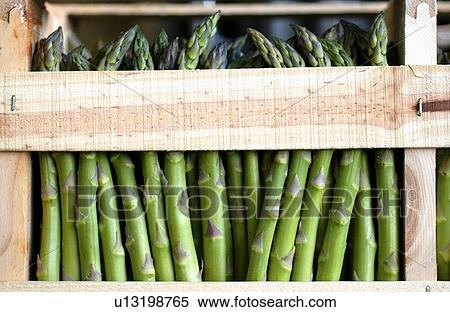 Asparagus View Large Photo Image Stock Photography - Asparagus. Fotosearch