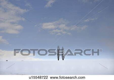Stock Image - Aspen trees in snow field, Hokkaido Prefecture, Japan. Fotosearch