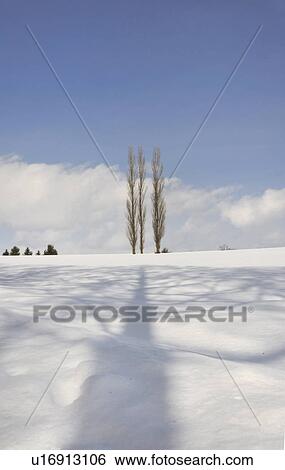 Stock Photograph - Aspen trees in snow field, Hokkaido Prefecture, Japan. Fotosearch