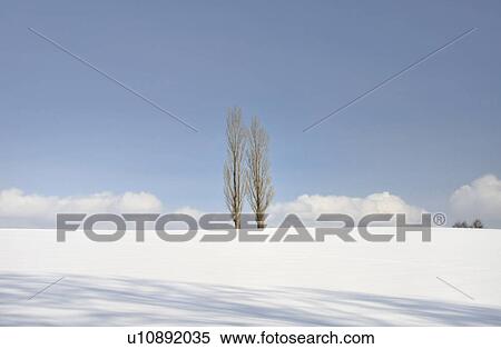 Stock Photography - Aspen trees in snow field, Hokkaido Prefecture, Japan. Fotosearch
