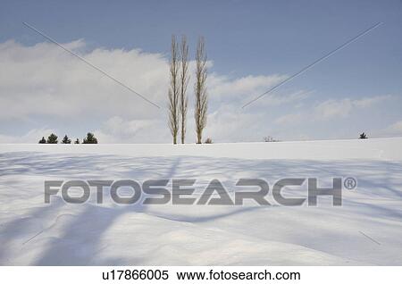 Aspen trees in snow field, Hokkaido Prefecture, Japan View Large Photo Image Stock Photography - Aspen trees in snow field, Hokkaido Prefecture, Japan. Fotosearch