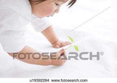 Picture - Baby girl holding sapling. Fotosearch