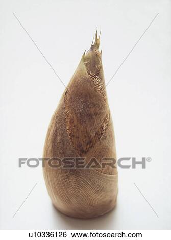 Bamboo shoot View Large Photo Image Stock Photograph - Bamboo shoot. Fotosearch