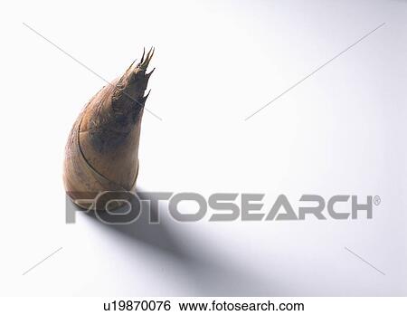 Stock Photograph - Bamboo shoot. Fotosearch