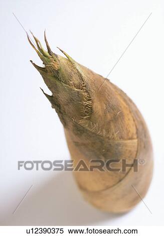 Bamboo shoot View Large Photo Image Stock Photography - Bamboo shoot. Fotosearch