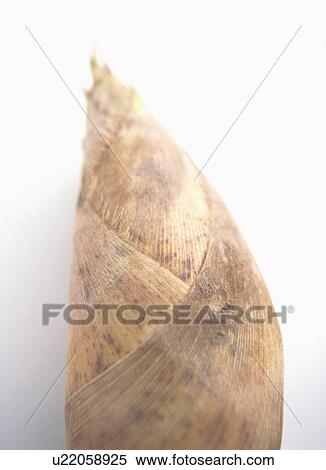 Stock Photography - Bamboo shoot. Fotosearch