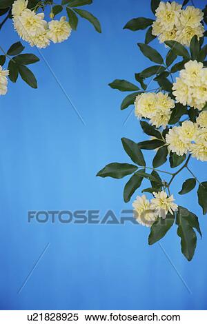 Stock Photography - Banksia rose. Fotosearch