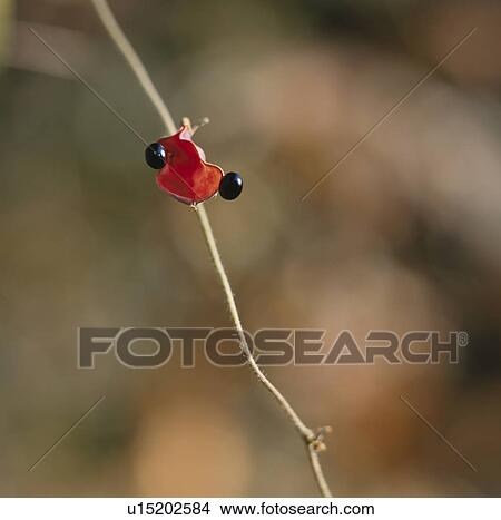 Picture - Beans on branch, close up, differential focus, Tokyo prefecture, Japan. Fotosearch