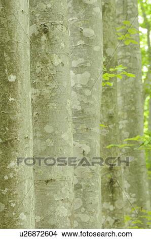 Picture - Beech forest, close-up, Niigata Prefecture, Honshu, Japan. Fotosearch