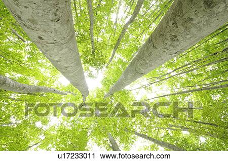 Beech forest, low angle view, Niigata Prefecture, Honshu, Japan View Large Photo Image Stock Image - Beech forest, low angle view, Niigata Prefecture, Honshu, Japan. Fotosearch