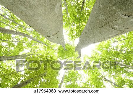 Stock Photo - Beech forest, low angle view, Niigata Prefecture, Honshu, Japan. Fotosearch