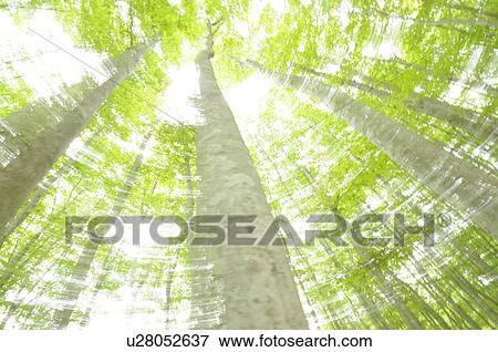 Stock Photo - Beech forest, low angle view, Niigata Prefecture, Honshu, Japan. Fotosearch