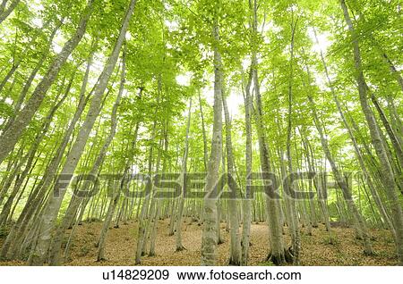 Beech forest, Niigata Prefecture, Honshu, Japan View Large Photo Image Stock Photo - Beech forest, Niigata Prefecture, Honshu, Japan. Fotosearch