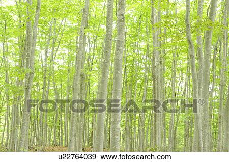 Beech forest, Niigata Prefecture, Honshu, Japan View Large Photo Image Stock Photo - Beech forest, Niigata Prefecture, Honshu, Japan. Fotosearch