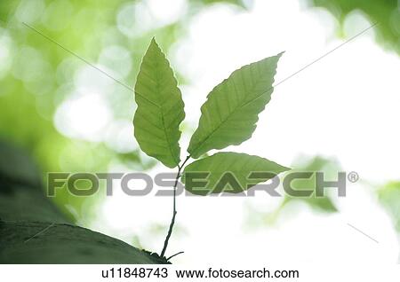 Stock Image - Beech leaves, Niigata Prefecture, Honshu, Japan. Fotosearch