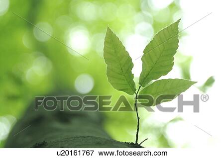 Stock Photo - Beech leaves, Niigata Prefecture, Honshu, Japan. Fotosearch