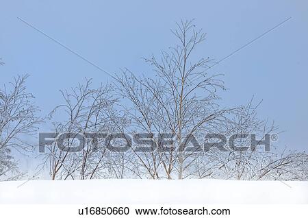 Stock Image - Birch trees in snow, Hokkaido Prefecture, Japan. Fotosearch