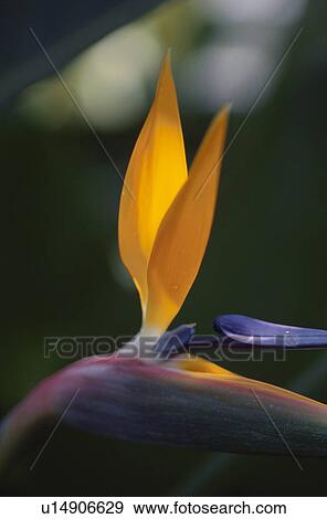 Bird of paradise, close up, differential focus View Large Photo Image Stock Photo - Bird of paradise, close up, differential focus. Fotosearch