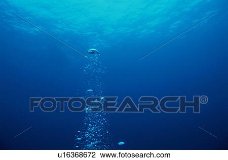 Stock Image - Bubble underwater moving up. Fotosearch