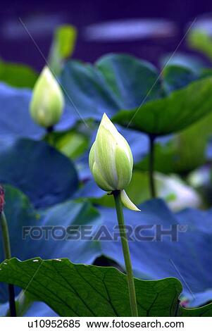 Stock Photography - Buds of lotus flowers, Kamakura city, Kanagawa prefecture, Japan. Fotosearch