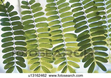 Bunch of green leaves, close up, full frame View Large Photo Image Stock Image - Bunch of green leaves, close up, full frame. Fotosearch