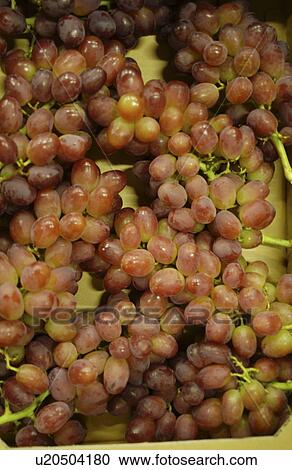 Stock Image - Bunches of grapes, close up, full frame. Fotosearch
