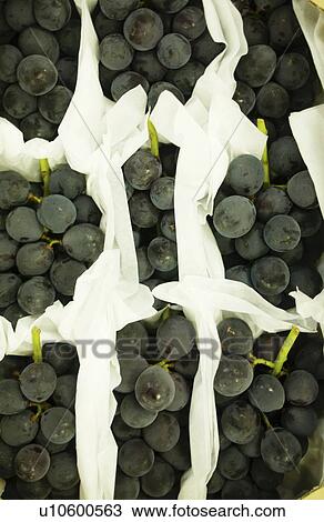 Bunches of grapes wrapped in papers, close up, full frame View Large Photo Image Stock Image - Bunches of grapes wrapped in papers, close up, full frame. Fotosearch