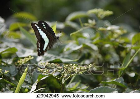 Stock Photography - Butterfly. Fotosearch