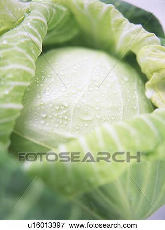 Stock Photo - Cabbage. Fotosearch