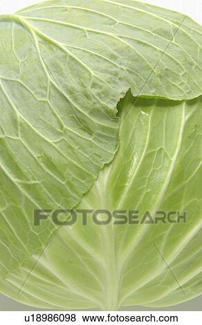 Cabbage View Large Photo Image Stock Photo - Cabbage. Fotosearch