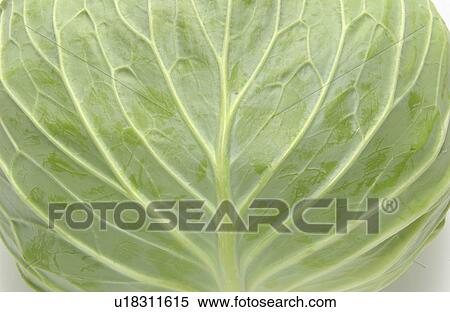 Stock Photography - Cabbage. Fotosearch