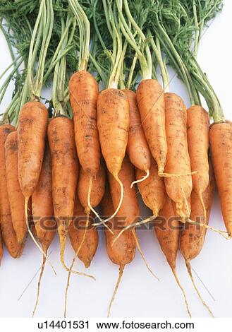 Carrots View Large Photo Image Stock Image - Carrots. Fotosearch