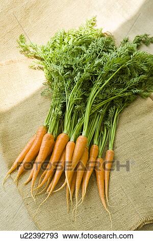 Stock Image - Carrots. Fotosearch