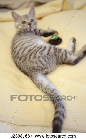 Cat lying on bed, looking back View Large Photo Image Stock Photo - Cat lying on bed, looking back. Fotosearch