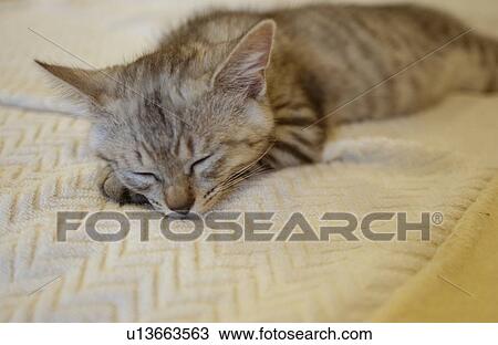 Cat sleeping on bed, close up View Large Photo Image Stock Image - Cat sleeping on bed, close up. Fotosearch