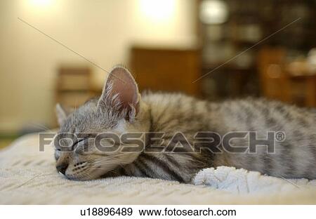 Cat sleeping on bed, close up View Large Photo Image Stock Photo - Cat sleeping on bed, close up. Fotosearch