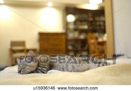 Stock Photograph - Cat sleeping on bed. Fotosearch