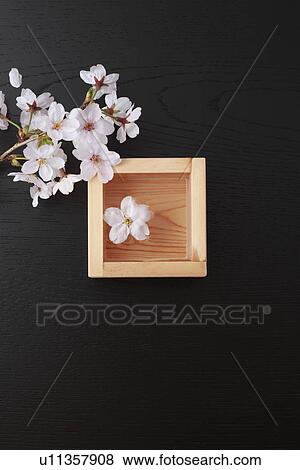 Cherry blossoms and sake View Large Photo Image Stock Photo - Cherry blossoms and sake. Fotosearch