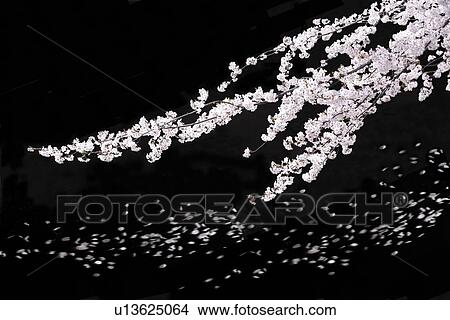 Picture - Cherry blossoms at night. Fotosearch