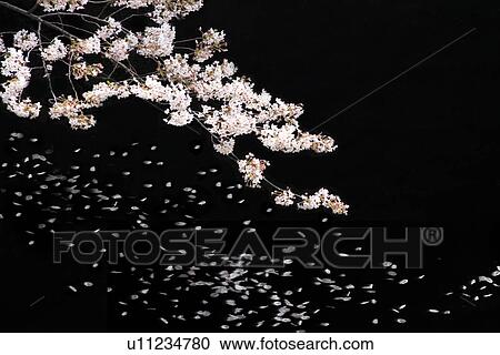 Cherry blossoms at night View Large Photo Image Stock Image - Cherry blossoms at night. Fotosearch