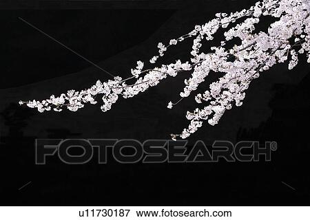 Stock Photo - Cherry blossoms at night. Fotosearch