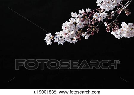 Stock Photography - Cherry blossoms at night. Fotosearch