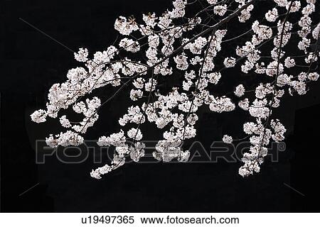 Cherry blossoms at night View Large Photo Image Stock Photography - Cherry blossoms at night. Fotosearch