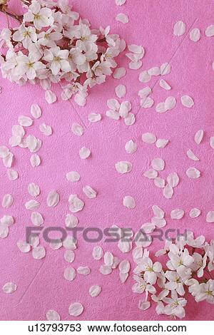 Cherry blossoms View Large Photo Image Stock Image - Cherry blossoms. Fotosearch