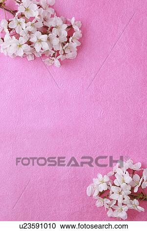 Stock Image - Cherry blossoms. Fotosearch