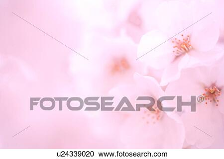 Cherry blossoms View Large Photo Image Stock Image - Cherry blossoms. Fotosearch