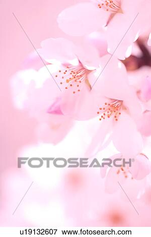 Stock Photo - Cherry blossoms. Fotosearch