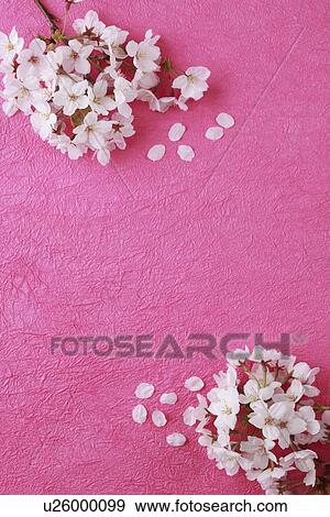 Stock Photo - Cherry blossoms. Fotosearch